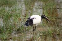 398-Amboseli NP &ndash; &copy; Susanne Schirmann (Eberhardt TRAVEL)