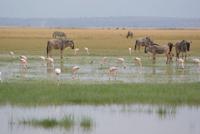 405-Amboseli NP &ndash; &copy; Susanne Schirmann (Eberhardt TRAVEL)