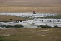 im Amboseli Nationalpark (29) &ndash; &copy; Susanne Schirmann (Eberhardt TRAVEL)