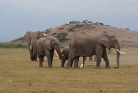 423-Amboseli NP &ndash; &copy; Susanne Schirmann (Eberhardt TRAVEL)