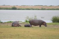 Flusspferdfamilie &ndash; &copy; Susanne Schirmann (Eberhardt TRAVEL)
