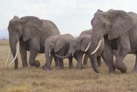 430-Amboseli NP &ndash; &copy; Susanne Schirmann (Eberhardt TRAVEL)