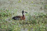 Safari im Amboseli Nationalpark (41) &ndash; &copy; Susanne Schirmann (Eberhardt TRAVEL)