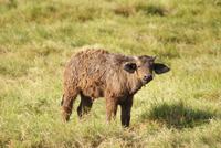 Büffelkalb (2) &ndash; &copy; Susanne Schirmann (Eberhardt TRAVEL)