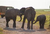 Safari im Amboseli Nationalpark (46) &ndash; &copy; Susanne Schirmann (Eberhardt TRAVEL)