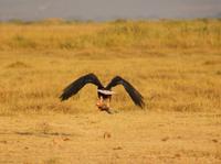 450-Fischadler mit Beute &ndash; &copy; Susanne Schirmann (Eberhardt TRAVEL)