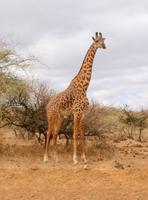 Massai Giraffe &ndash; &copy; Susanne Schirmann (Eberhardt TRAVEL)