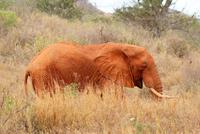 der erste rpte Elefant &ndash; &copy; Susanne Schirmann (Eberhardt TRAVEL)