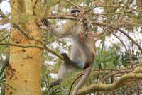 grüne Meerkatzen &ndash; &copy; Susanne Schirmann (Eberhardt TRAVEL)