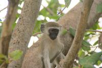 Meerkatzen &ndash; &copy; Susanne Schirmann (Eberhardt TRAVEL)