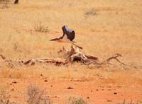 Marabu &ndash; &copy; Susanne Schirmann (Eberhardt TRAVEL)