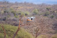 492-Marabu &ndash; &copy; Susanne Schirmann (Eberhardt TRAVEL)