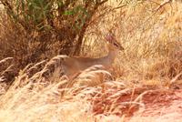 Dik Dik