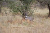 Kudu &ndash; &copy; Susanne Schirmann (Eberhardt TRAVEL)