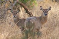 Safari Tsavo West. (4) &ndash; &copy; Susanne Schirmann (Eberhardt TRAVEL)