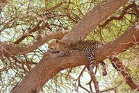 Leopard im Tsavo Ost NP (2) &ndash; &copy; Susanne Schirmann (Eberhardt TRAVEL)