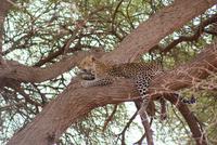Leopard im Tsavo Ost NP (3) &ndash; &copy; Susanne Schirmann (Eberhardt TRAVEL)