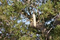 Leberwurstbaum &ndash; &copy; Susanne Schirmann (Eberhardt TRAVEL)
