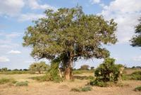 Leberwurstbaum (2) &ndash; &copy; Susanne Schirmann (Eberhardt TRAVEL)