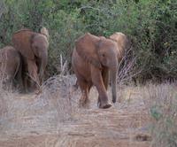Elefantenkinder &ndash; &copy; Susanne Schirmann (Eberhardt TRAVEL)