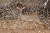 Dik Dik (3) &ndash; &copy; Susanne Schirmann (Eberhardt TRAVEL)