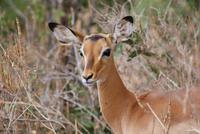 Impala (2) &ndash; &copy; Susanne Schirmann (Eberhardt TRAVEL)