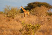 Giraffenjunges &ndash; &copy; Susanne Schirmann (Eberhardt TRAVEL)