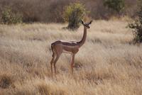 Giraffenhalsgazelle (2) &ndash; &copy; Susanne Schirmann (Eberhardt TRAVEL)