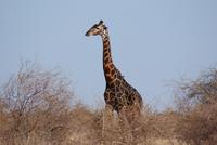 Giraffen &ndash; &copy; Susanne Schirmann (Eberhardt TRAVEL)