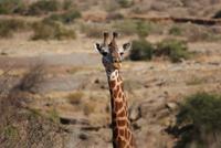 Giraffen (2) &ndash; &copy; Susanne Schirmann (Eberhardt TRAVEL)