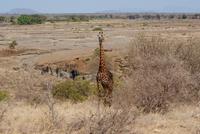 Giraffen (3) &ndash; &copy; Susanne Schirmann (Eberhardt TRAVEL)