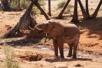 Tsavo Ost NP (4) &ndash; &copy; Susanne Schirmann (Eberhardt TRAVEL)