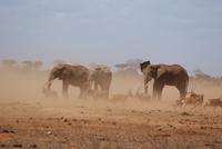 Tsavo Ost NP (6) &ndash; &copy; Susanne Schirmann (Eberhardt TRAVEL)