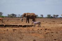 Tsavo Ost NP (7) &ndash; &copy; Susanne Schirmann (Eberhardt TRAVEL)