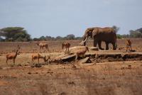 Tsavo Ost NP (8) &ndash; &copy; Susanne Schirmann (Eberhardt TRAVEL)