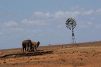 Tsavo Ost NP (10) &ndash; &copy; Susanne Schirmann (Eberhardt TRAVEL)