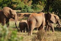 Tsavo Ost NP (11) &ndash; &copy; Susanne Schirmann (Eberhardt TRAVEL)