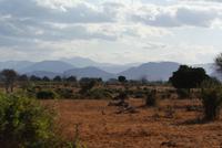 Tsavo Ost NP (12) &ndash; &copy; Susanne Schirmann (Eberhardt TRAVEL)