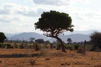Tsavo Ost NP (13) &ndash; &copy; Susanne Schirmann (Eberhardt TRAVEL)