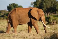 Tsavo Ost NP (16) &ndash; &copy; Susanne Schirmann (Eberhardt TRAVEL)