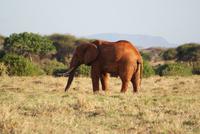 Tsavo Ost NP (17) &ndash; &copy; Susanne Schirmann (Eberhardt TRAVEL)