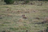 Tsavo Ost NP (18) &ndash; &copy; Susanne Schirmann (Eberhardt TRAVEL)