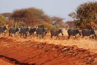 Tsavo Ost am Morgen (3) &ndash; &copy; Susanne Schirmann (Eberhardt TRAVEL)