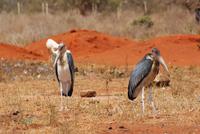 591-Marabus &ndash; &copy; Susanne Schirmann (Eberhardt TRAVEL)