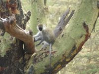 0039 Safari im Solio Nationalpark - Meerkatze &ndash; &copy; Annette Weise (Eberhardt TRAVEL)