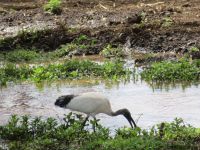 0042 Safari im Solio Nationalpark - Heiliger Ibis &ndash; &copy; Annette Weise (Eberhardt TRAVEL)