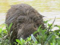 0046 Safari im Solio Nationalpark - Kurio (Nutria) &ndash; &copy; Annette Weise (Eberhardt TRAVEL)
