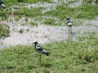 0047 Safari im Solio Nationalpark - Waffenkiebitz &ndash; &copy; Annette Weise (Eberhardt TRAVEL)