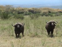 0067 Safari im Solio Nationalpark - Büffel &ndash; &copy; Annette Weise (Eberhardt TRAVEL)