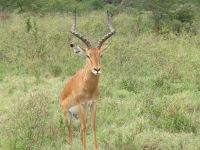 0076 Nakuru-Nationalpark - Impala  &ndash; &copy; Annette Weise (Eberhardt TRAVEL)